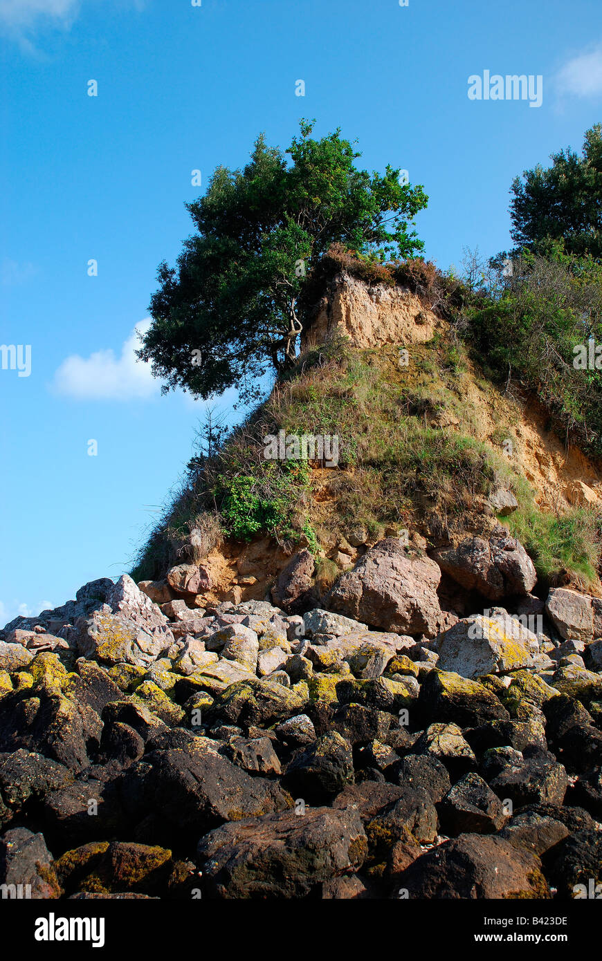 Felswand mit Baum bouley Bay Jersey, Großbritannien. Stockfoto