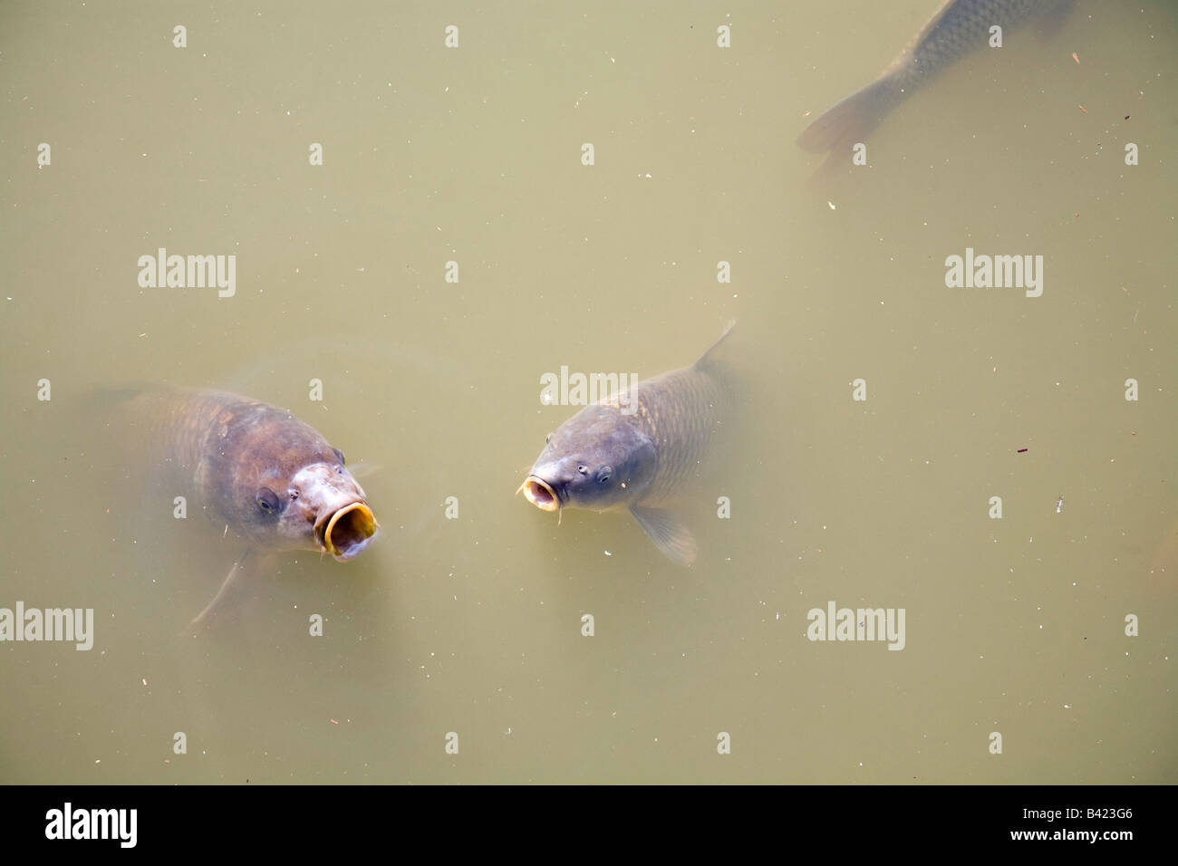 Bodiam Castle Graben. Koi-Karpfen kommen an der Oberfläche nach Luft. Stockfoto