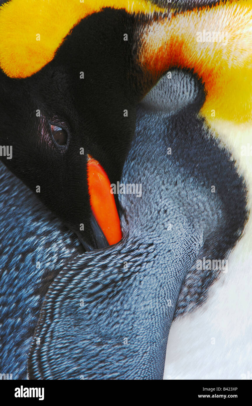 King Penguin Aptenodytes Patagonicus Erwachsenen putzen gefangen Schweiz Stockfoto