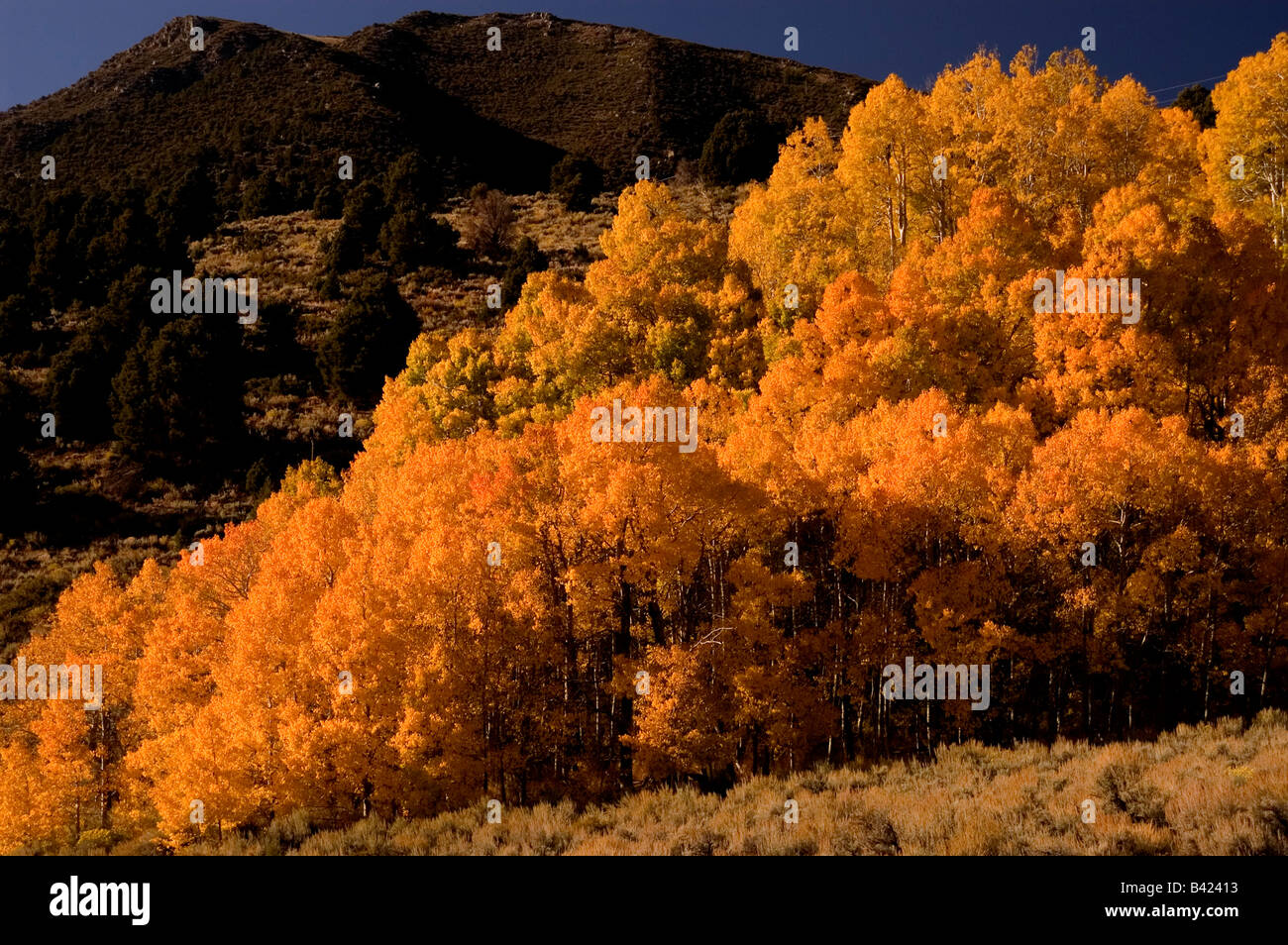 Herbstfarben in einem Strang von Espen in der östlichen Sierra in der Nähe von Lee Vining Kalifornien Stockfoto