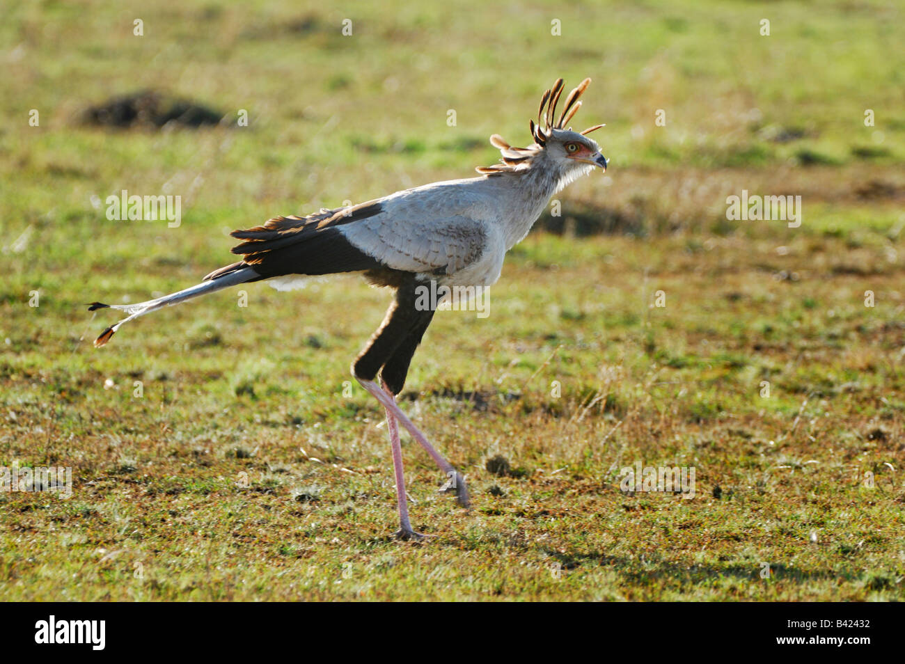 Sekretär Vogel Schütze Serpentarius Erwachsenen gehen Masai Mara Kenia Afrika Stockfoto