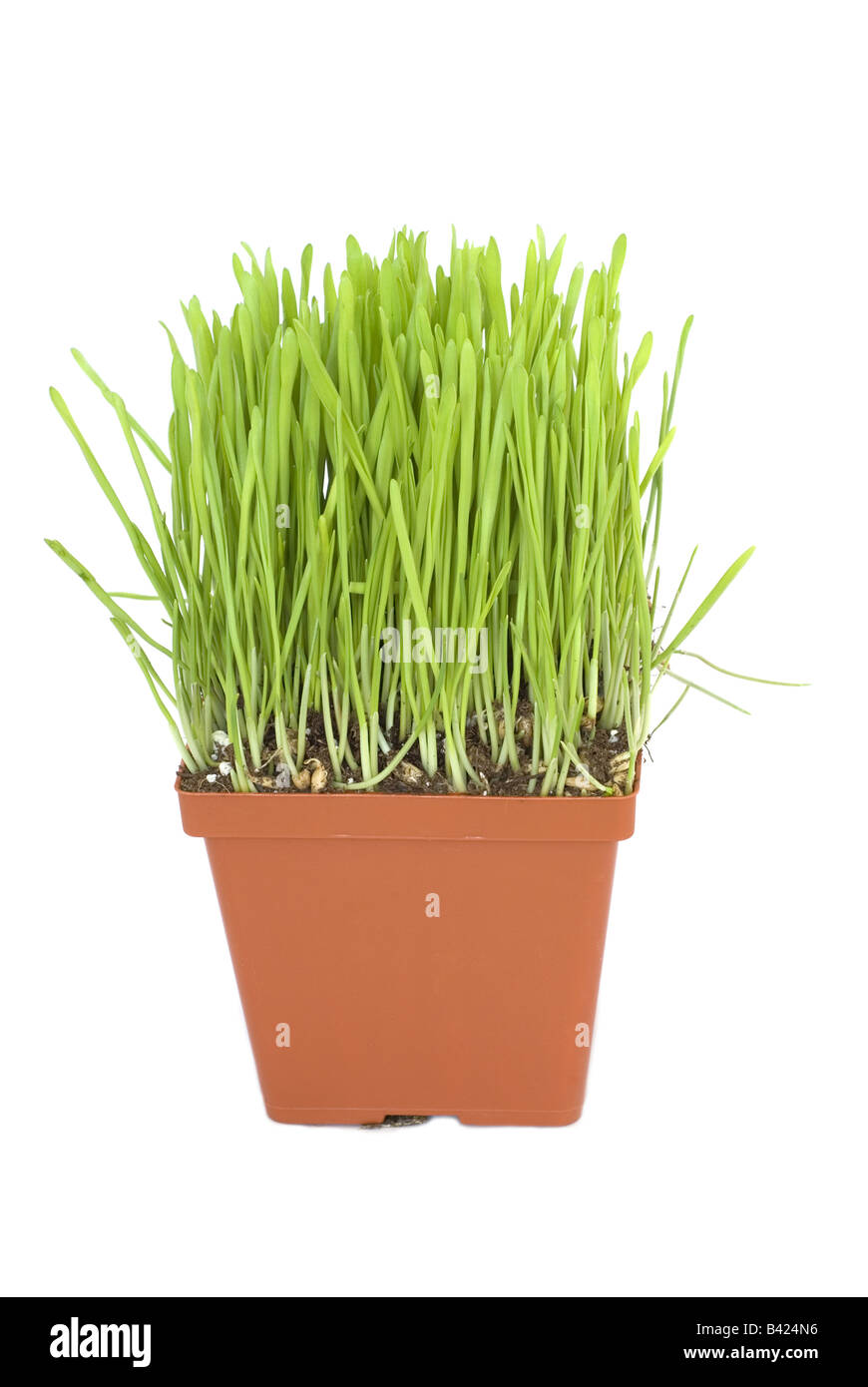 Grüner Rasen in einem Topf isoliert auf weißem Hintergrund Stockfoto