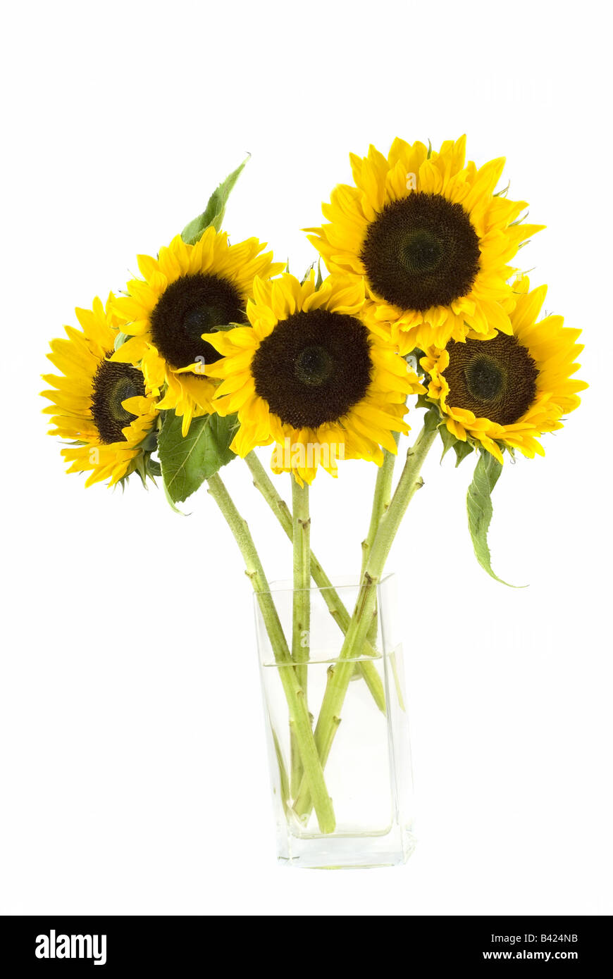 Reihe von Sonnenblumen in einer Glasvase, isoliert auf weiss Stockfoto