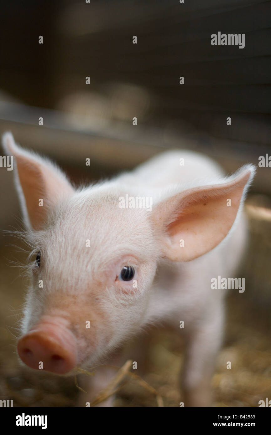 Intime Nähe bis eine junge Ferkel im Stall Einstellung Stockfoto
