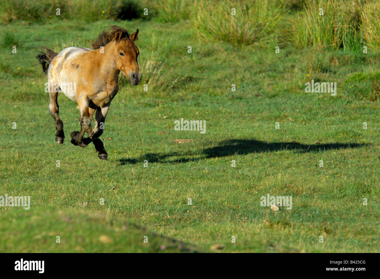 Einzelne helle braune Dartmoor Pony herumlaufen mit voller Geschwindigkeit auf das offene moor Stockfoto