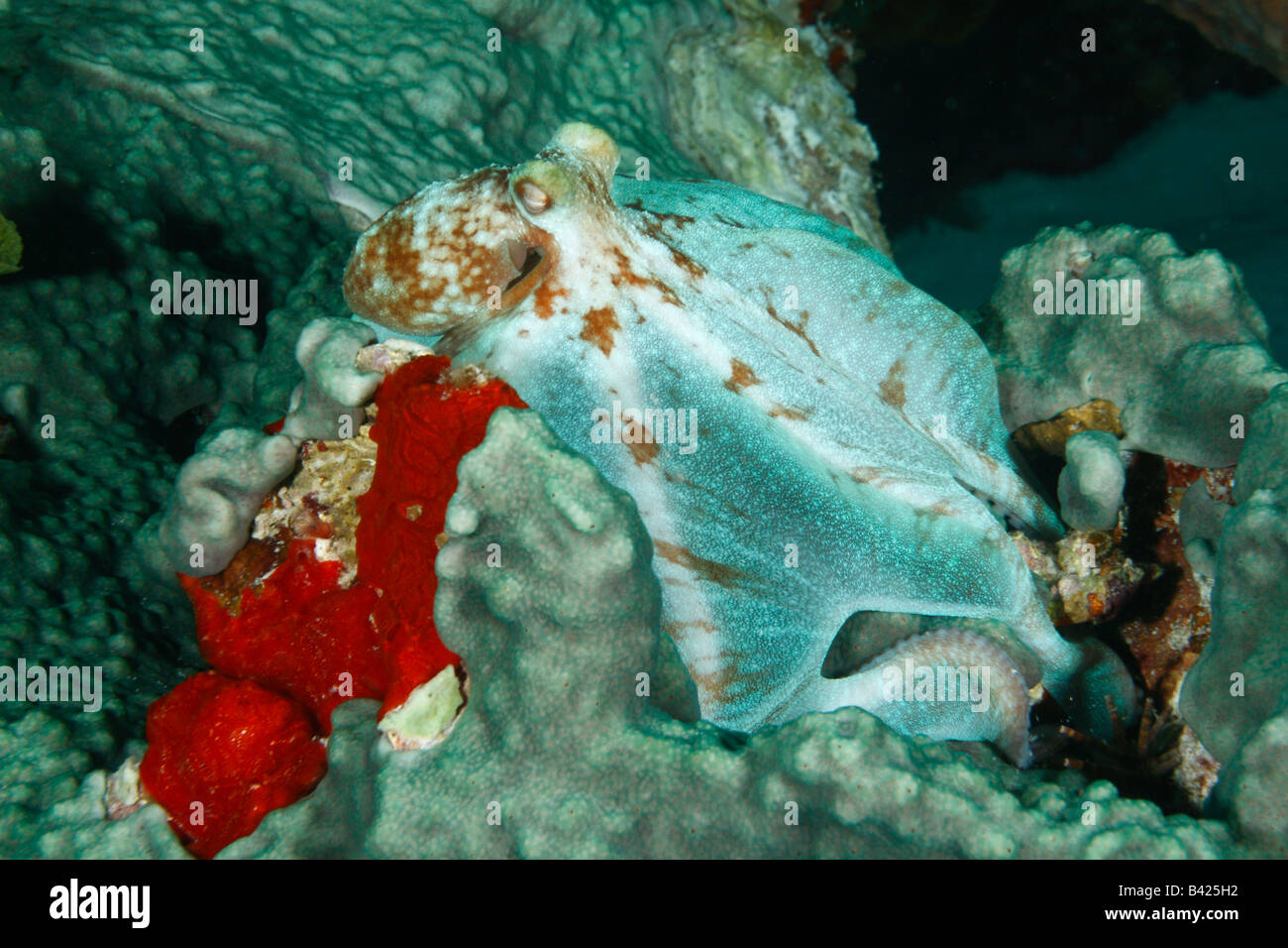 Caribbean Reef Octopus Jagd bei Nacht die Korallen Kopf mit seinen Tentakeln fotografiert während Nachttauchgang zu bedecken. Stockfoto