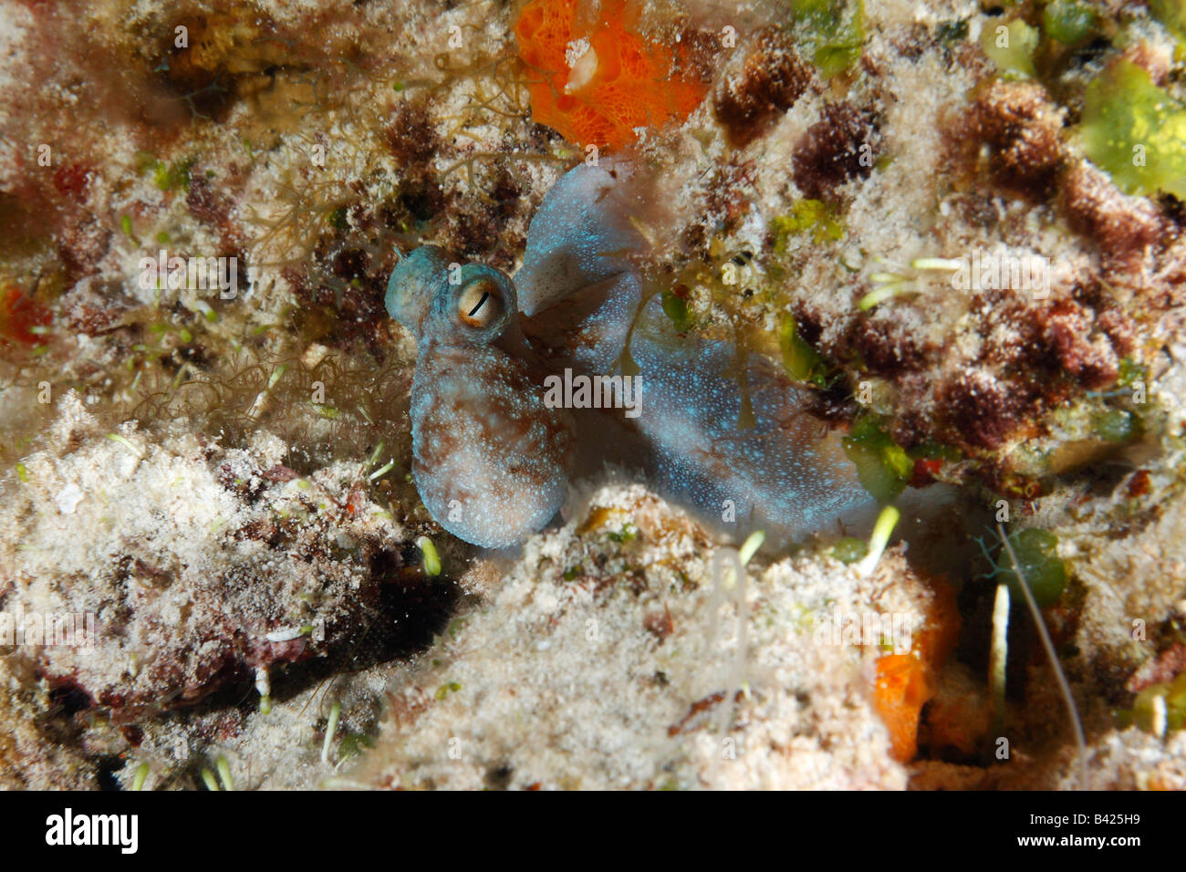 Caribbean Reef Octopus versteckt zwischen Korallen, wenn während der Nachttauchgang durch das Blinken der LED beleuchtet Stockfoto