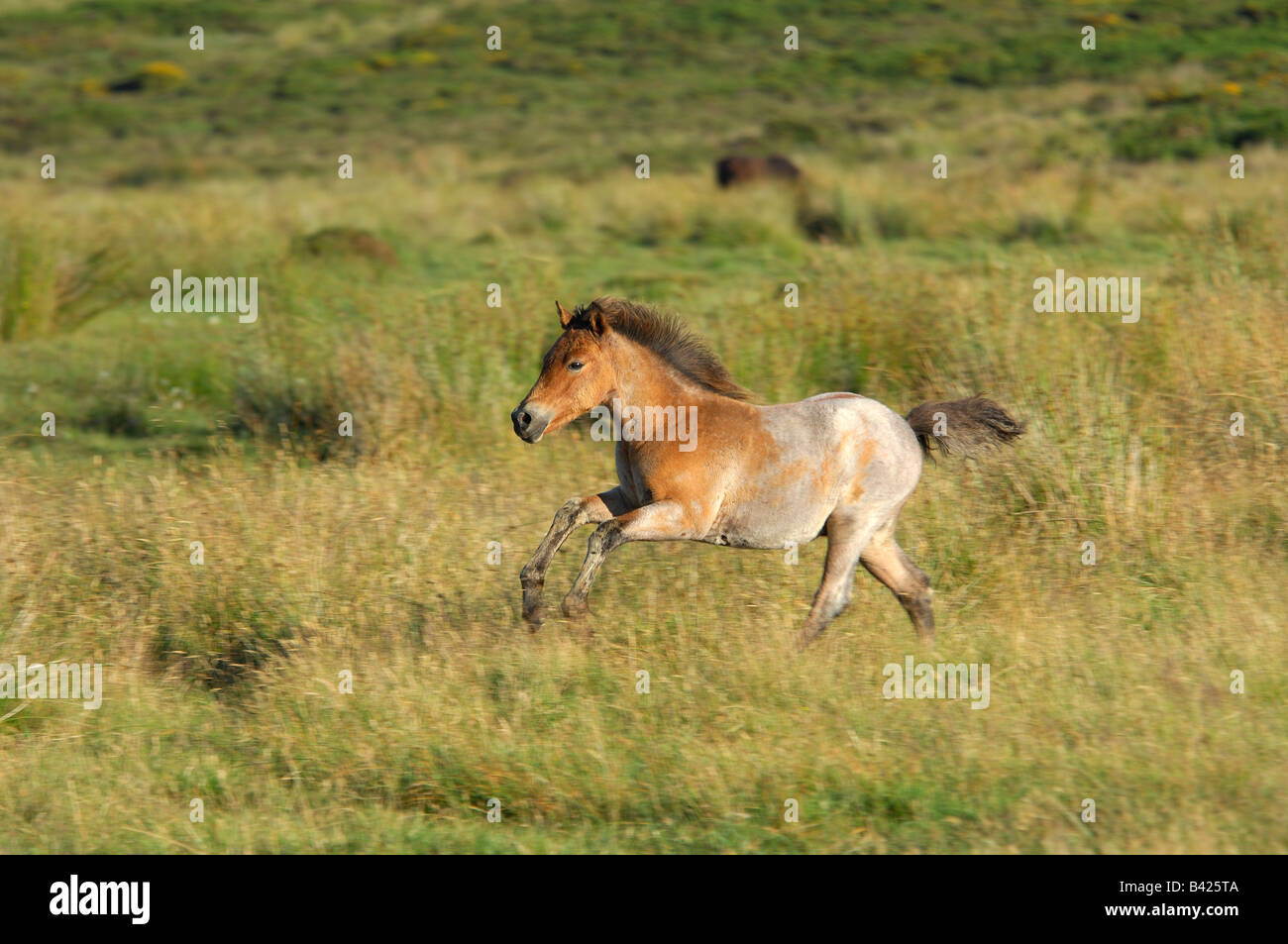 Einzelne helle braune Dartmoor Pony herumlaufen mit voller Geschwindigkeit auf das offene moor Stockfoto