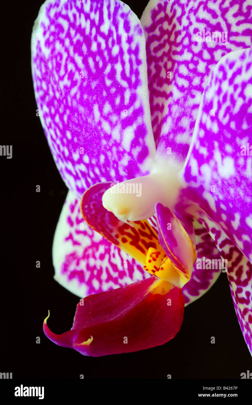 Phalaenopsis Orchidee auf schwarz Stockfoto