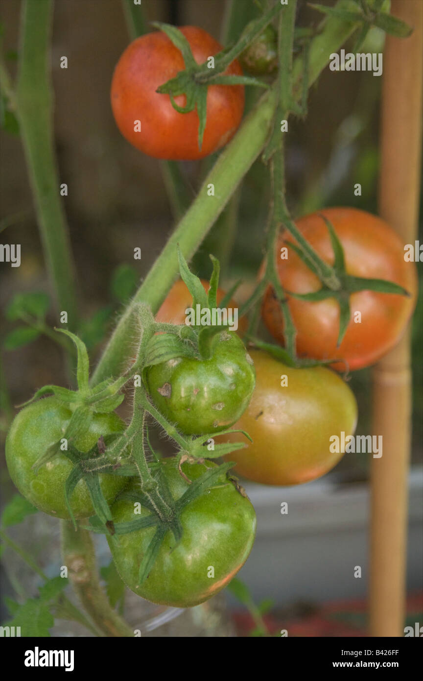 grüne Gemüse Obst Tomaten essen Pflanzenstängel Blätter Blatt Gewächshaus unreife Kelchblatt reif Stockfoto