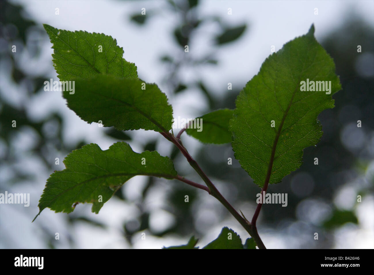 Blatt Blätter grün Zweigwerk Pflaumenbaum Photosynthese Stockfoto