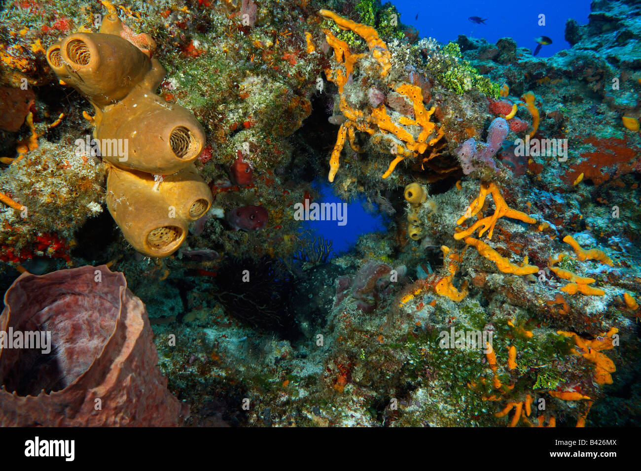 Ein Korallenriff-Bildung durch eine Vielzahl von bunten Vase, Fass und Schlauch Schwämme in verschiedenen Formen und Größen bedeckt. Stockfoto