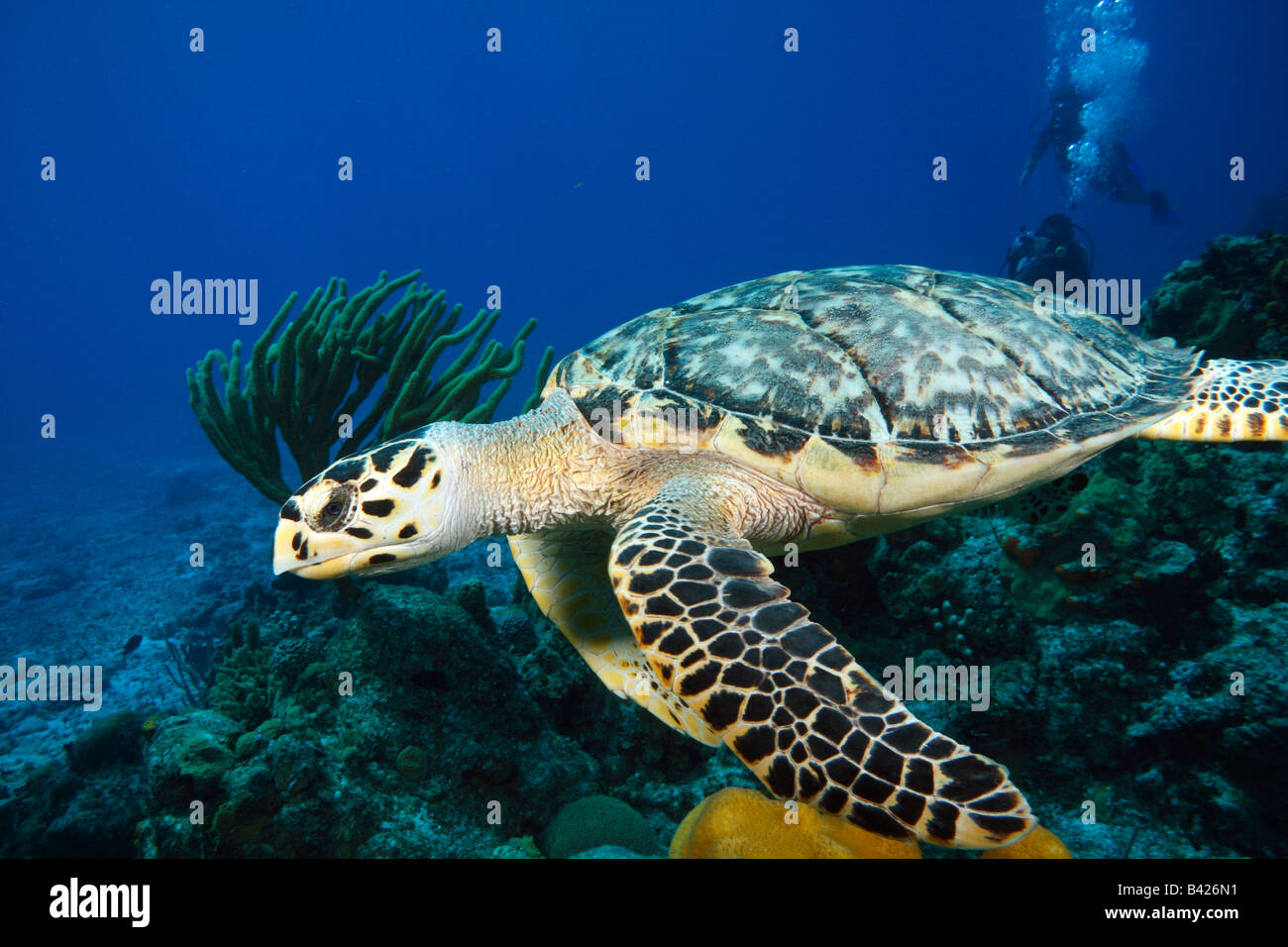 Hawksbill Schildkröten schwimmen gegen eine Strömung mit Weichkorallen, Korallenriff und Taucher im Hintergrund. Stockfoto