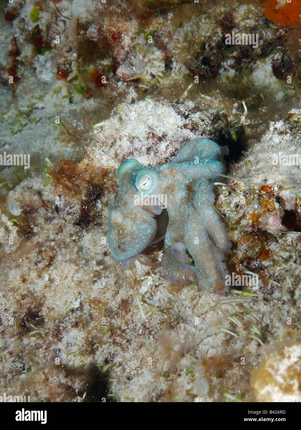 Caribbean Reef Octopus versteckt zwischen Korallen, wenn während der Nachttauchgang durch das Blinken der LED beleuchtet. Stockfoto