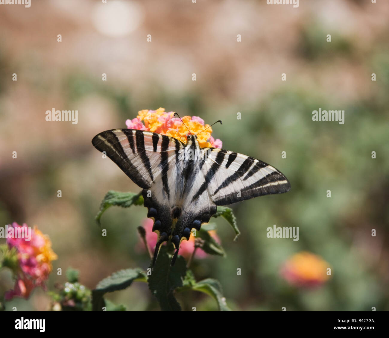 Knappen Schwalbenschwanz Schmetterling Fütterung auf Anlage Stockfoto