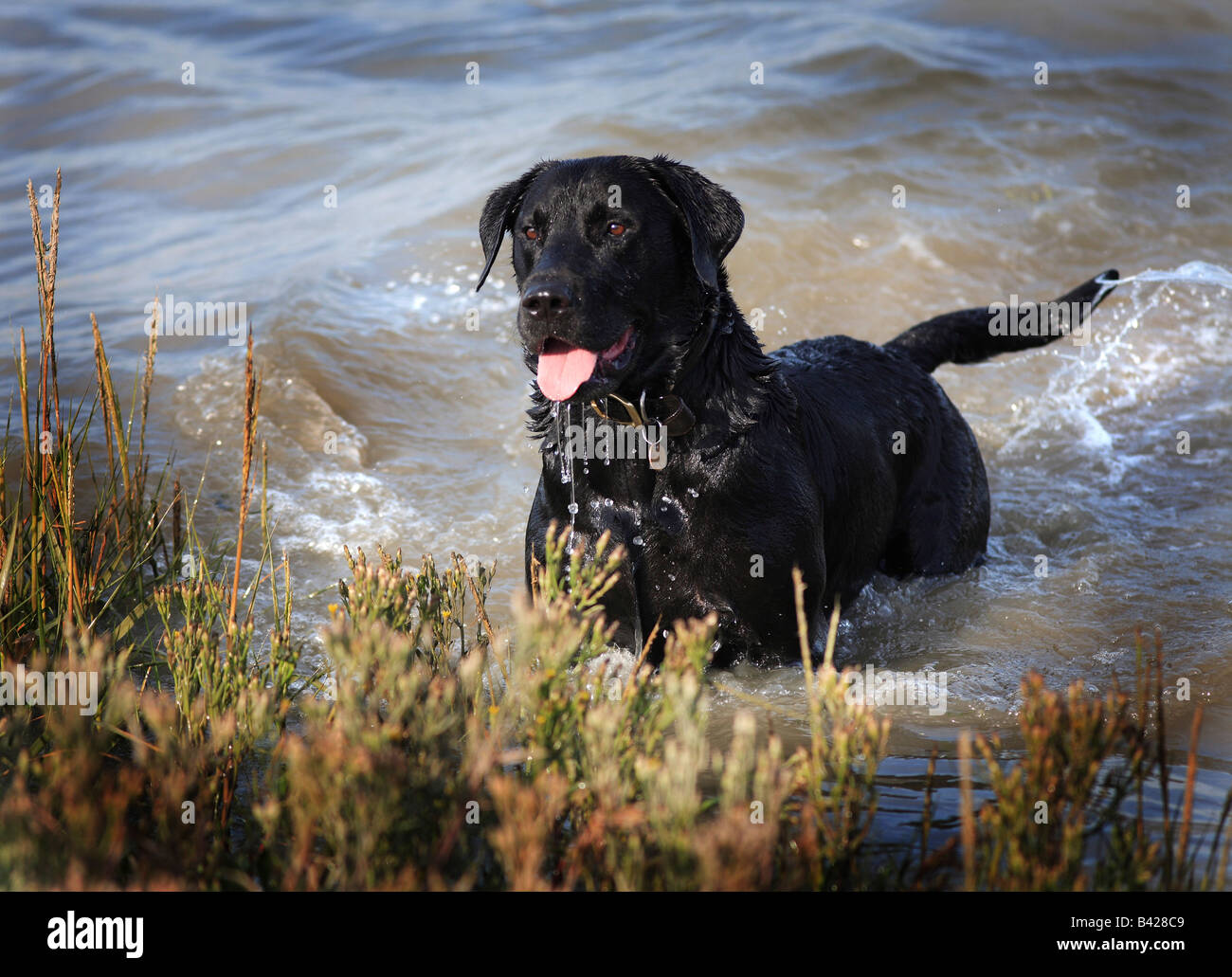 Schwarzer labrador retriever schwimmen Fotos und Bildmaterial in