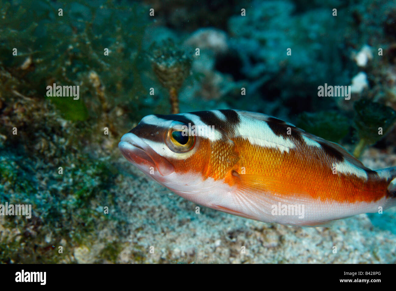 Karibik Tobaccofish entlang den Boden des Ozeans schwimmen Stockfoto