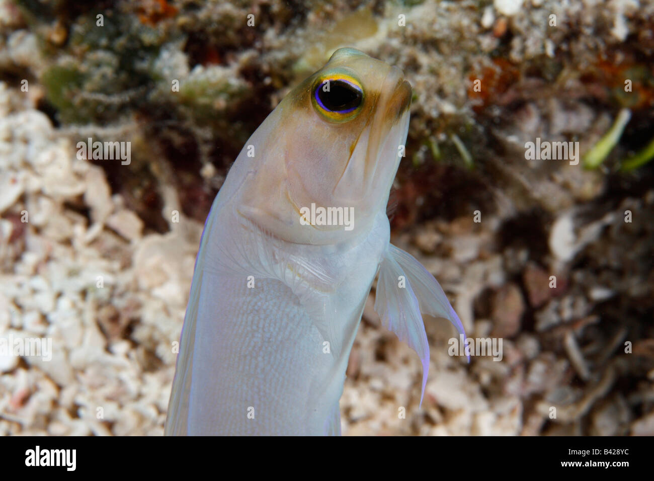 Ein gelb-Kopf Kieferfischen aus seinem Bau auf einem sandigen Meeresboden. Stockfoto