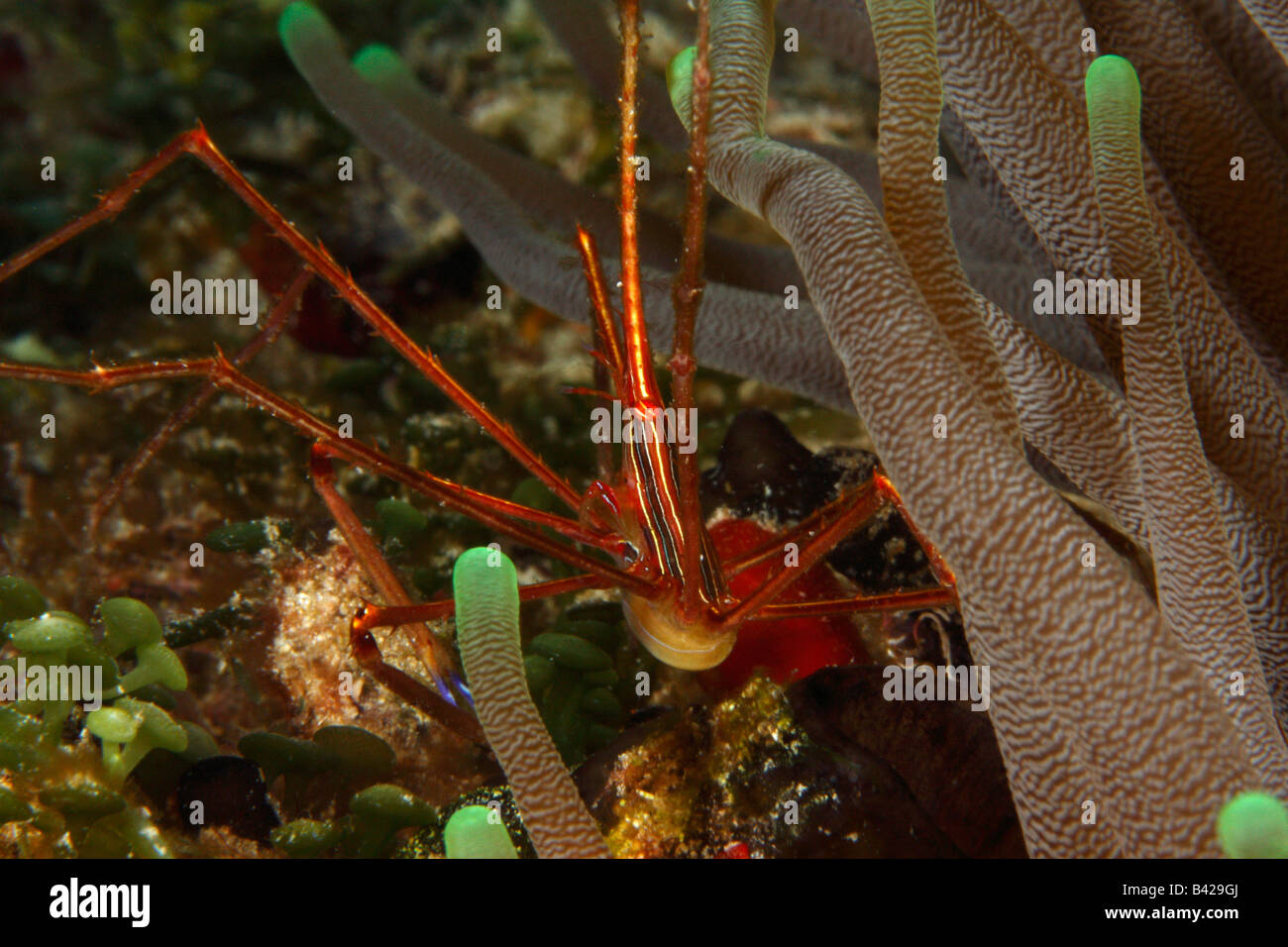 Eine Nahaufnahme einer Yellowline Pfeilspitze Krabbe im Korallenriff Hohlraum versteckt sich hinter den Tentakeln einer riesigen Anemone. Stockfoto