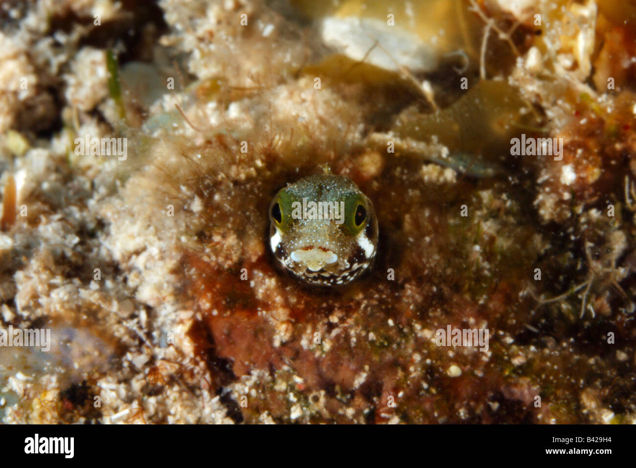 Kleiner Fisch Sekretär Blenny spähen aus ihrer Höhle im Inneren der Korallen. Stockfoto