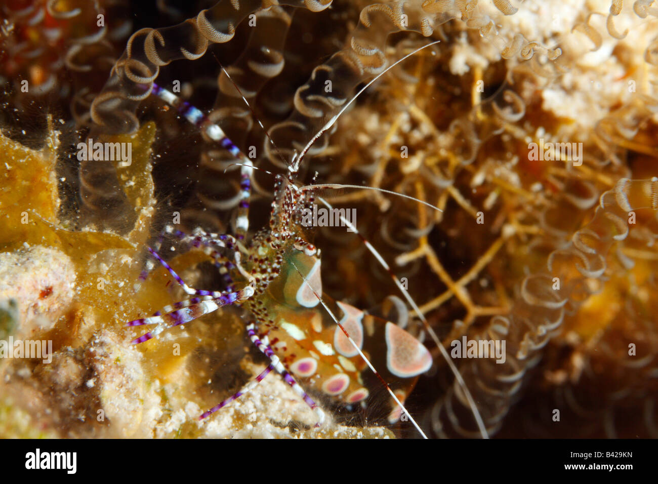 Ein Makro entdeckt Putzergarnelen in einem Korallenriff Hohlraum mit Tentakeln der Korkenzieher Anemone. Stockfoto
