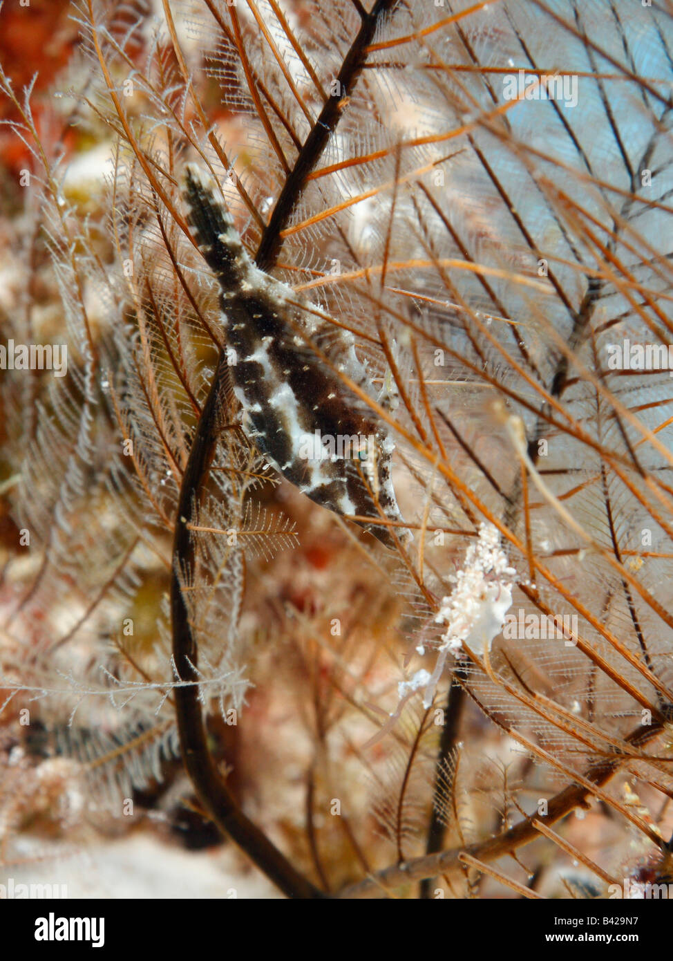 Kleine schlanke Feilenfisch versteckt zwischen den Zweigen eine Weichkorallen Schwarzmeer-Fan getarnt, die Farbe der Gorgonien Stockfoto