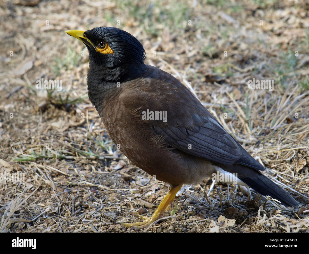 Acridotheres Tristis, gemeinsame Myna (Spottdrosseln) Stockfoto