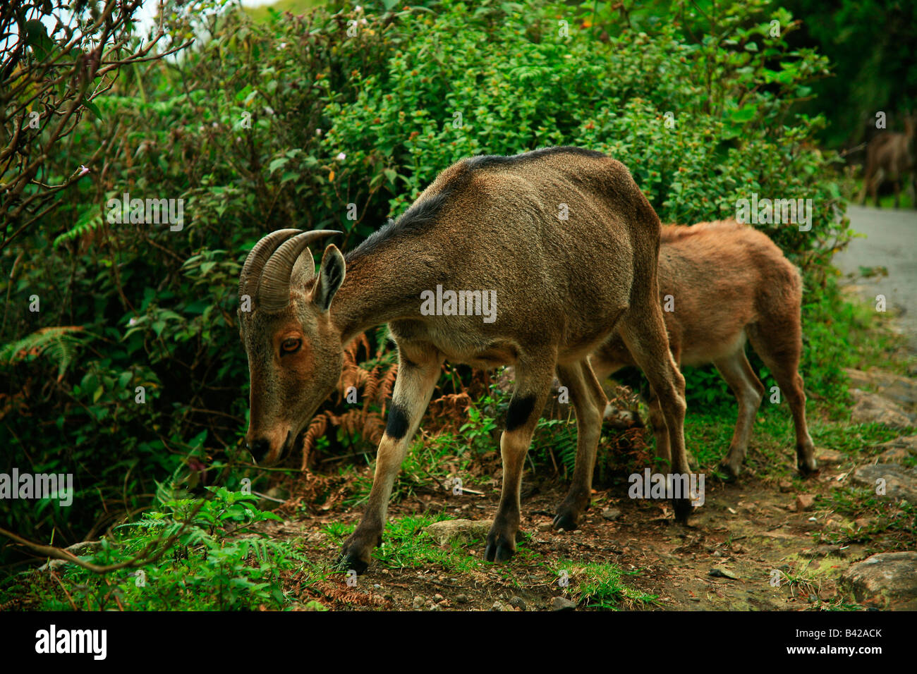 Nilgiri Tahr oder Nilgiri Steinbock oder Steinbock (Nilgiritragus Hylocrius) in die Nilgiri Hills von Kerala Indien heimisch Stockfoto