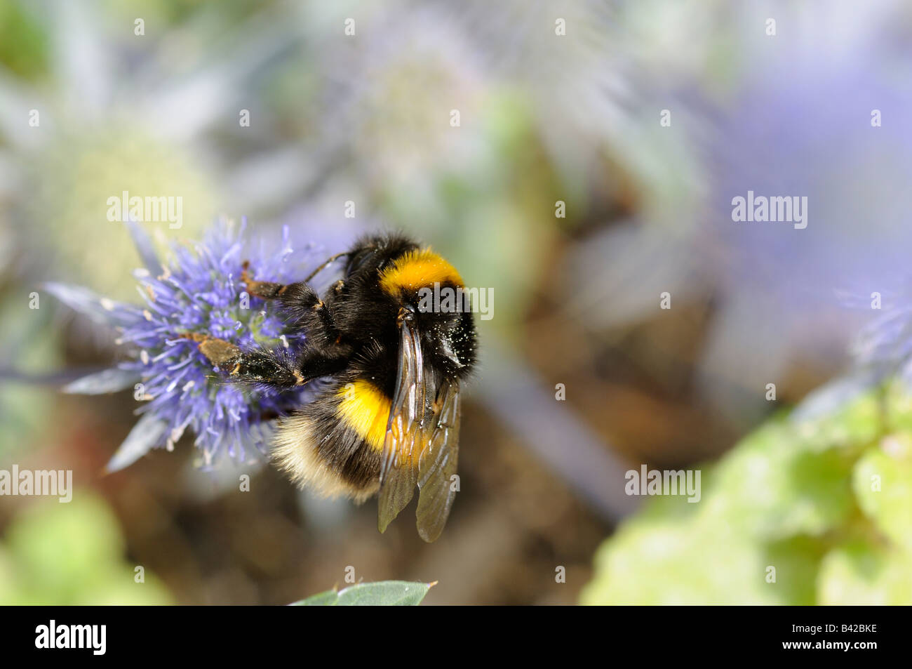 Hummel auf Meer Holly Stockfoto