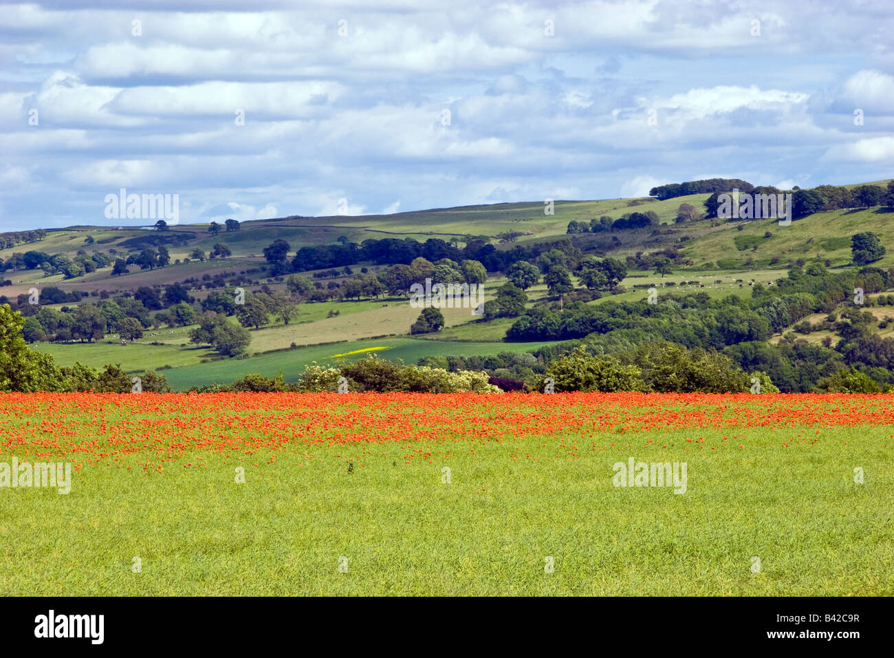 Landschaft-Szene-Feld von Mohn (Papaver Rhoeas) bei Chollerford, Northumberland, England UK 2008 Stockfoto