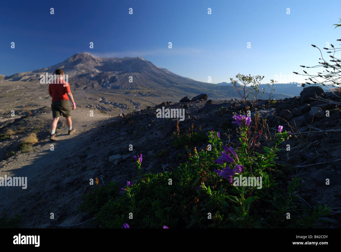 Ein Wanderer geht durch späte Blüte Enzian auf der Spur der Grenze in Mt. St. Helens National Volcanic Monument. Stockfoto