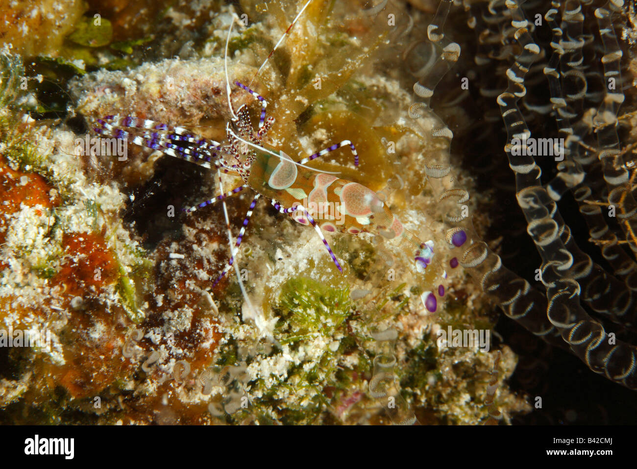 Ein Makro entdeckt Putzergarnelen in einem Korallenriff Hohlraum verkrustet mit Algen und Tentakel der Korkenzieher Anemone. Stockfoto
