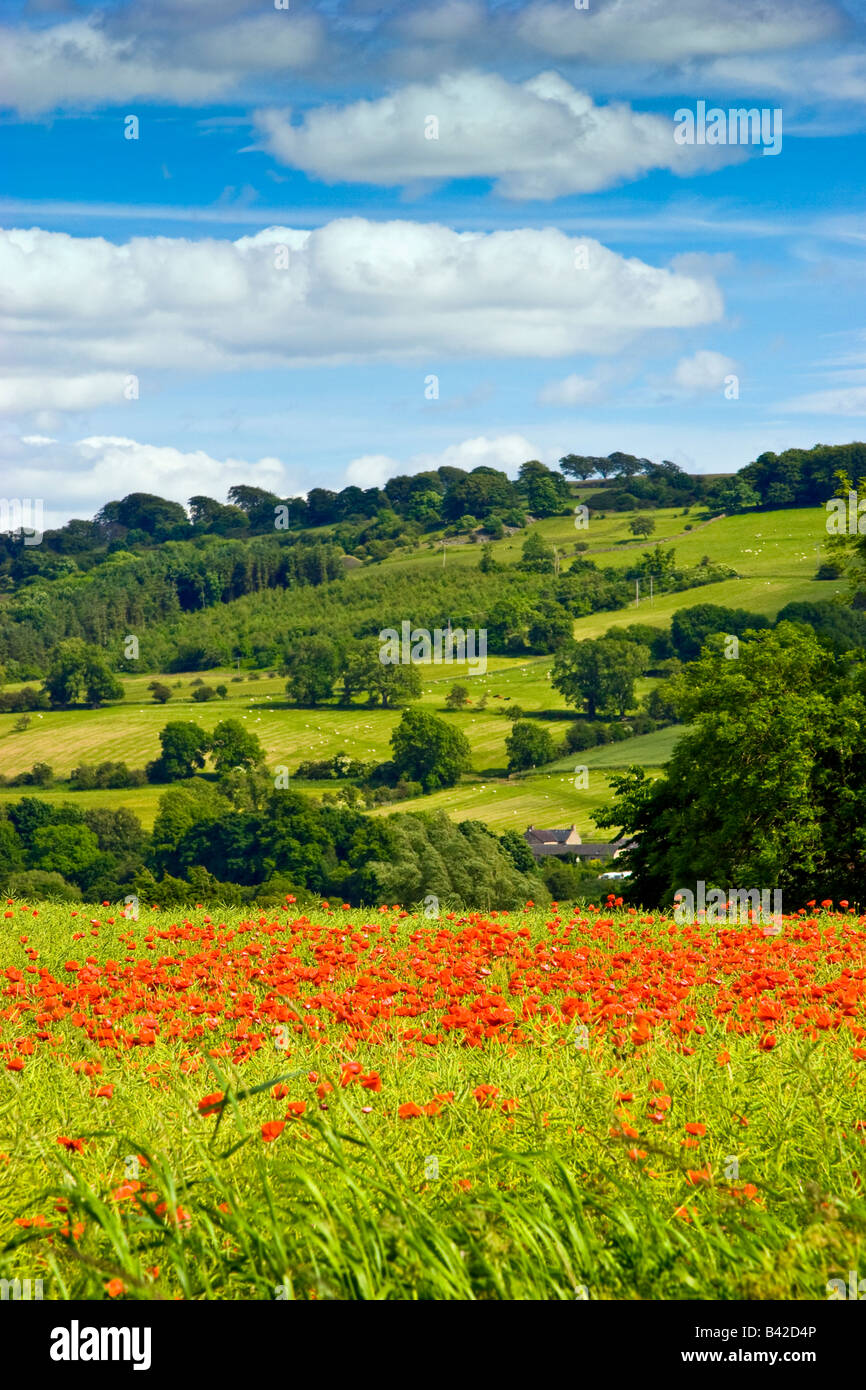 Landschaft-Szene-Feld von Mohn (Papaver Rhoeas) bei Chollerford, Northumberland, England UK 2008 Stockfoto