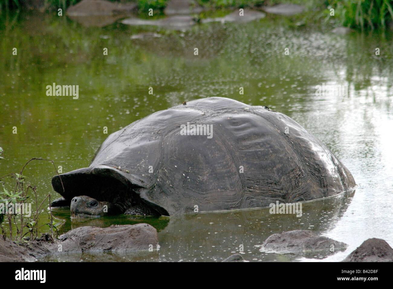 Galapagos Riesenschildkröte (Geochelone Elephantopus), im Teich in Regen, Galapagos-Insel Santa Cruz Inseln. Stockfoto