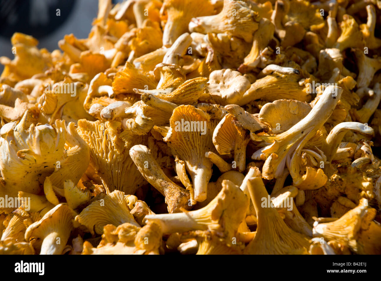 Pfifferlinge Pilze Leuchten in der Sonne auf einem Tisch in die Samstag Bauernmarkt s Stockfoto