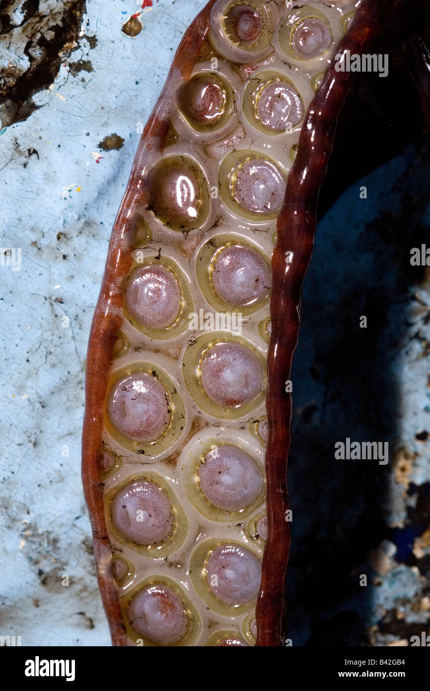 Gezahnten Saugnäpfe beringt mit scharfen Zähnen auf Tentakel Jumbo Squid genannt Humboldt-Squid Dosidicus gigas Stockfoto