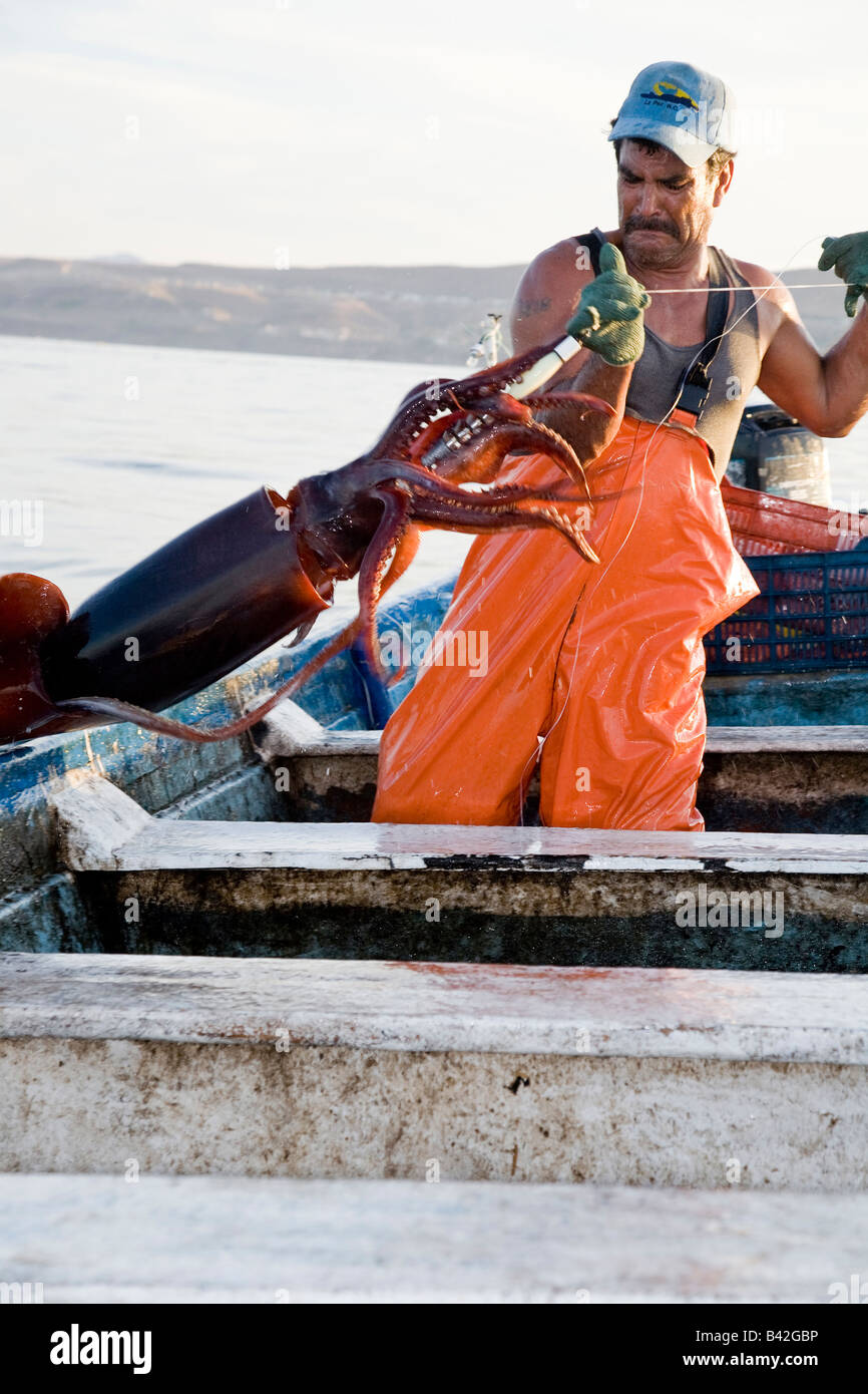 Mexikanische Fischer fing Jumbo Tintenfisch Humboldt-Squid Dosidicus Gigas Santa Rosalia Sea of Cortez Baja California Stockfoto