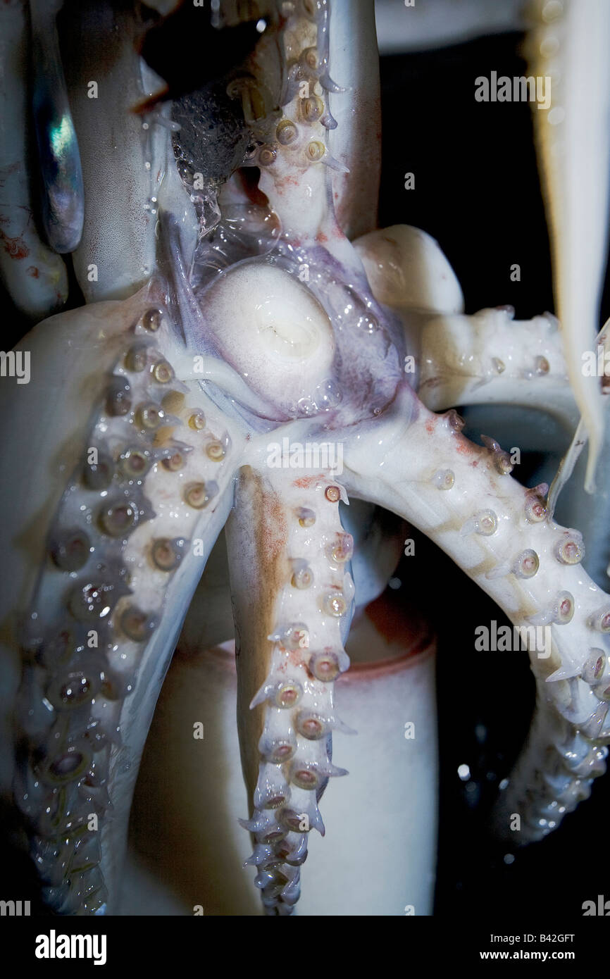 Tintenfisch schnabel -Fotos und -Bildmaterial in hoher Auflösung – Alamy