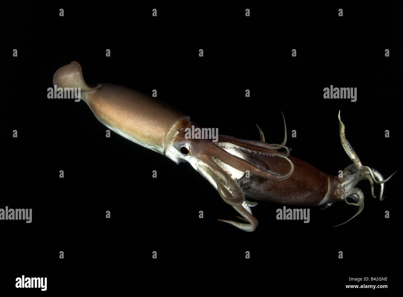 Kannibalismus Jumbo Humboldt Tintenfisch essen gleichen Arten Dosidicus Gigas Meer von Cortez Baja California East Pacific Mexiko Stockfoto