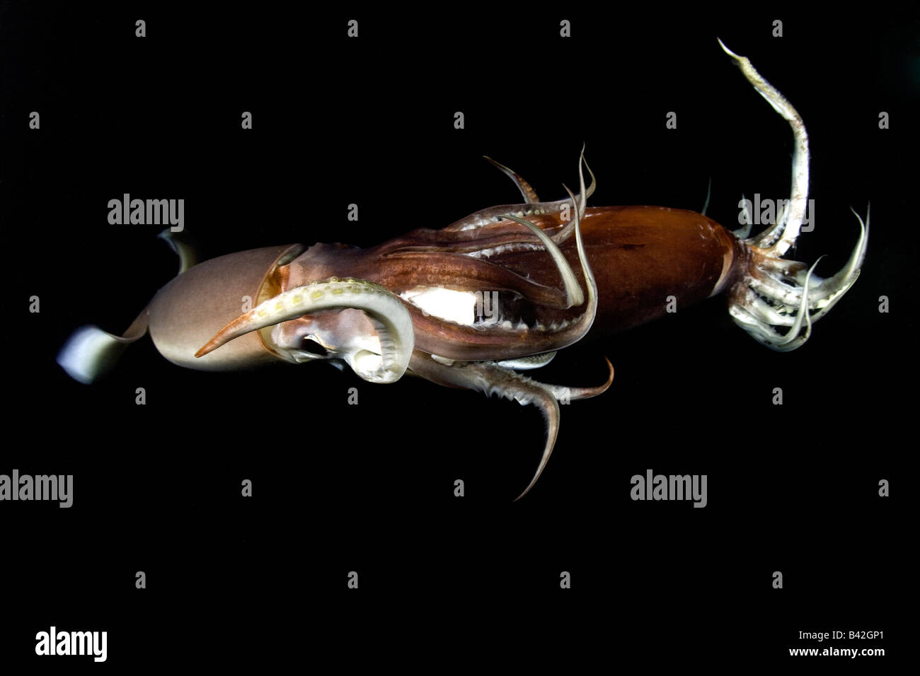 Kannibalismus Jumbo Humboldt Squid Squid der gleichen Spezies Dosidicus Gigas Meer von Cortez Baja California East Pacific Mexiko Essen Stockfoto