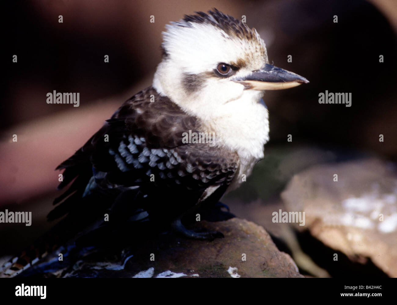 Zoologie / Tiere, Vogelgrippe / Vögel, Blue-winged Kookaburra (Dacelo Leachii), sitzend auf Ast, Vertrieb: Australien, Tier, Stockfoto