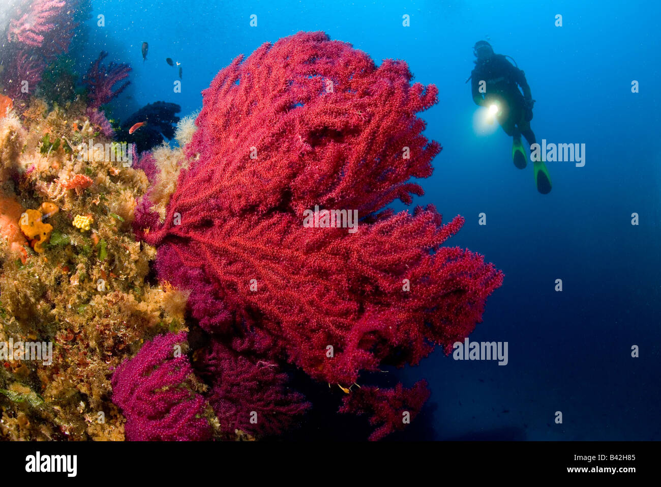 Wand mit roten Gorgonia Paramuricea Clavata Marettimo Ägadischen Inseln Sizilien Mittelmeer Italien Stockfoto