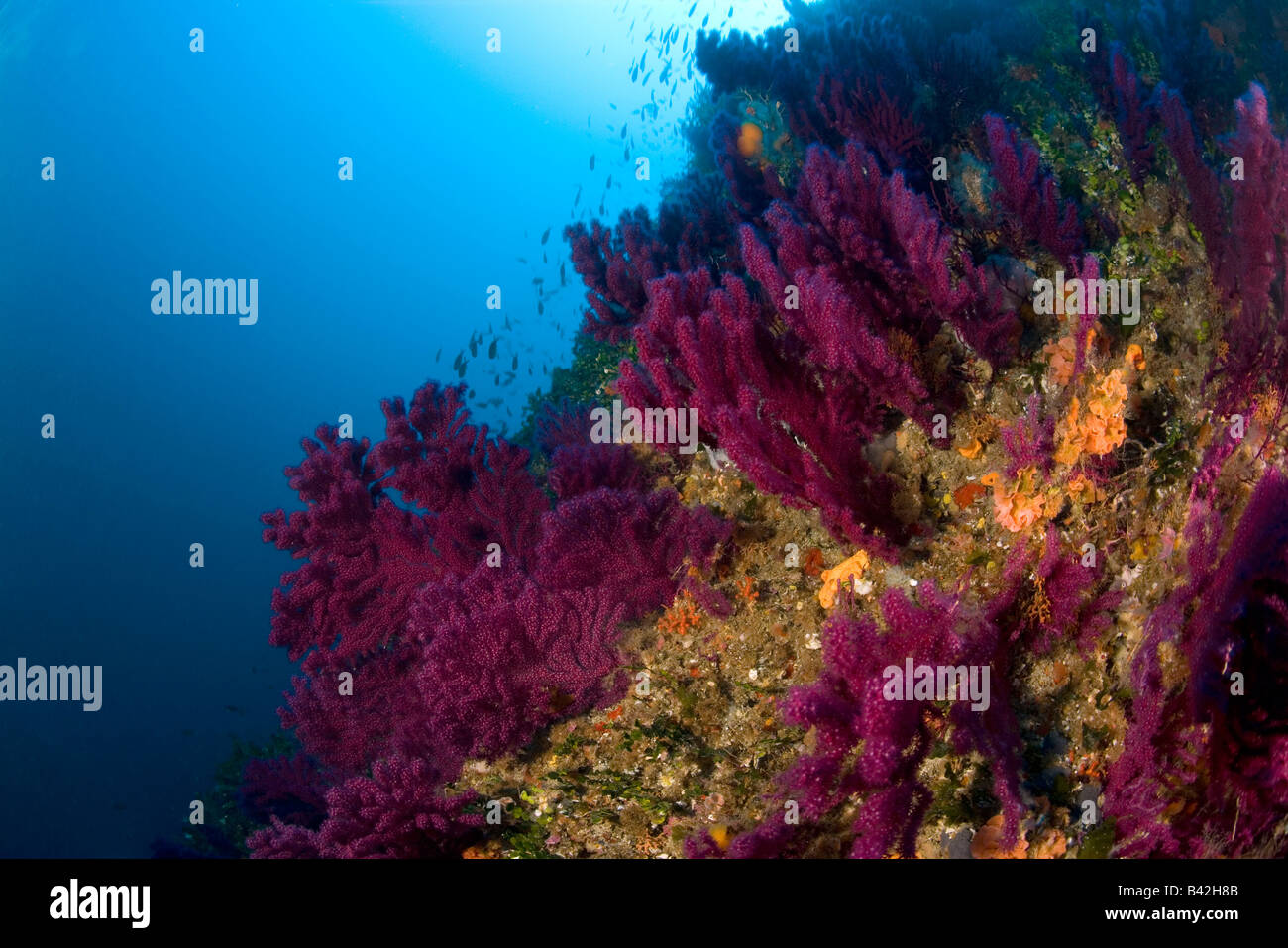 Korallenriff mit roten Gorgonia Paramuricea Clavata Marettimo Ägadischen Inseln Sizilien Mittelmeer Italien Stockfoto