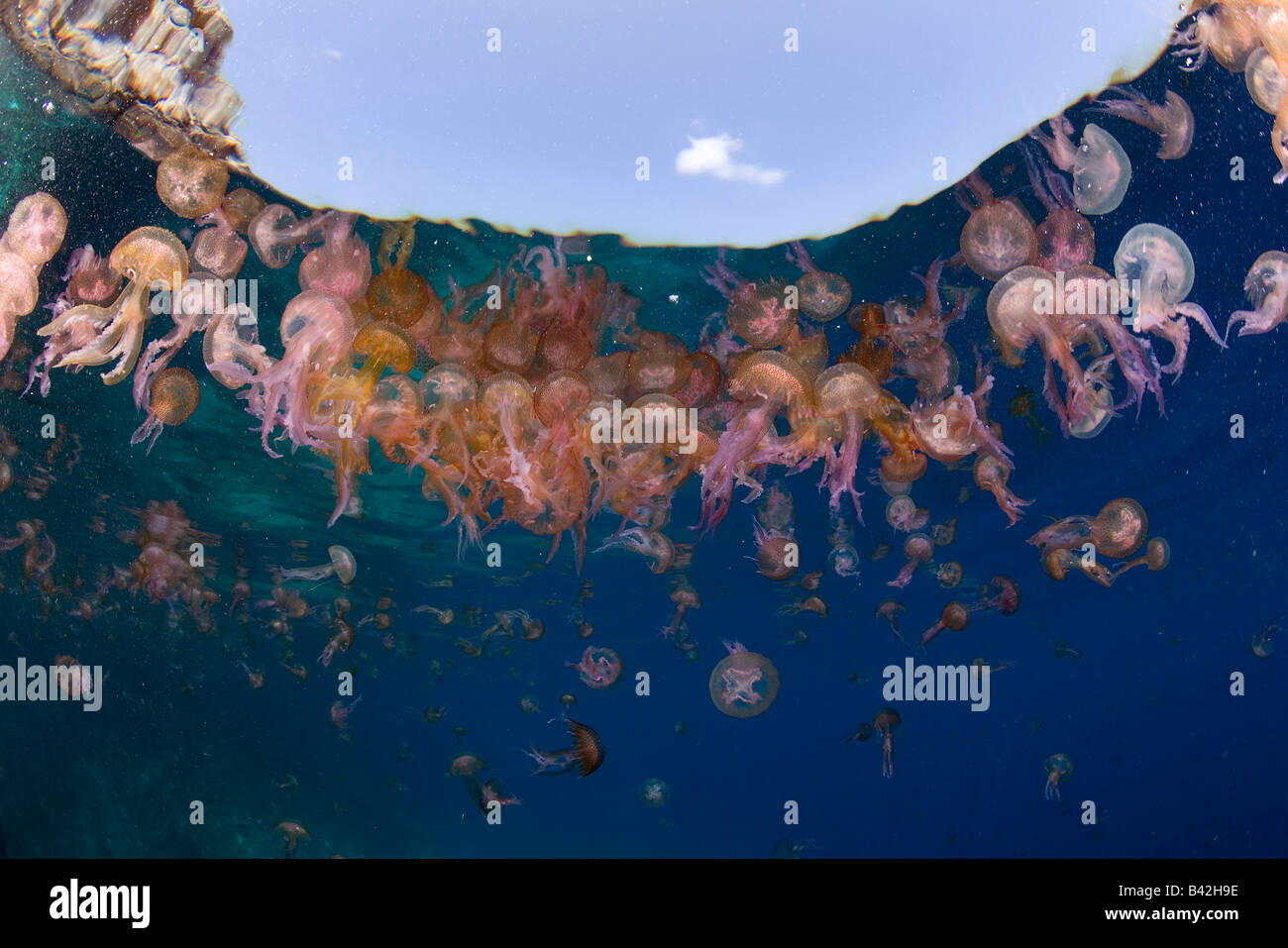 Quallen mittelmeer -Fotos und -Bildmaterial in hoher Auflsung  Alamy