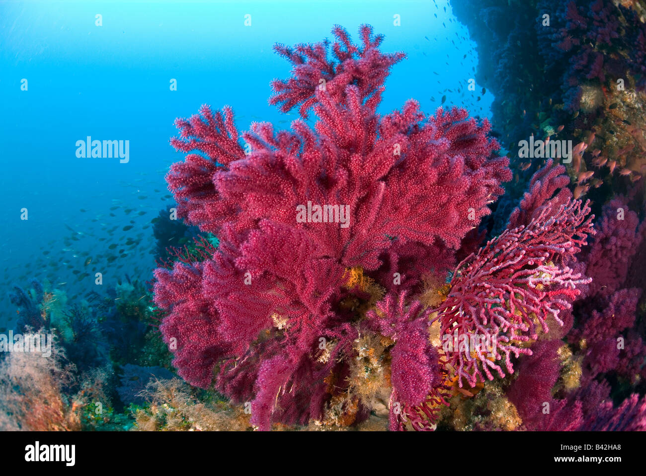 Rote Gorgonien am Korallenriff Paramuricea Clavata Marettimo Ägadischen Inseln Sizilien Mittelmeer Italien Stockfoto