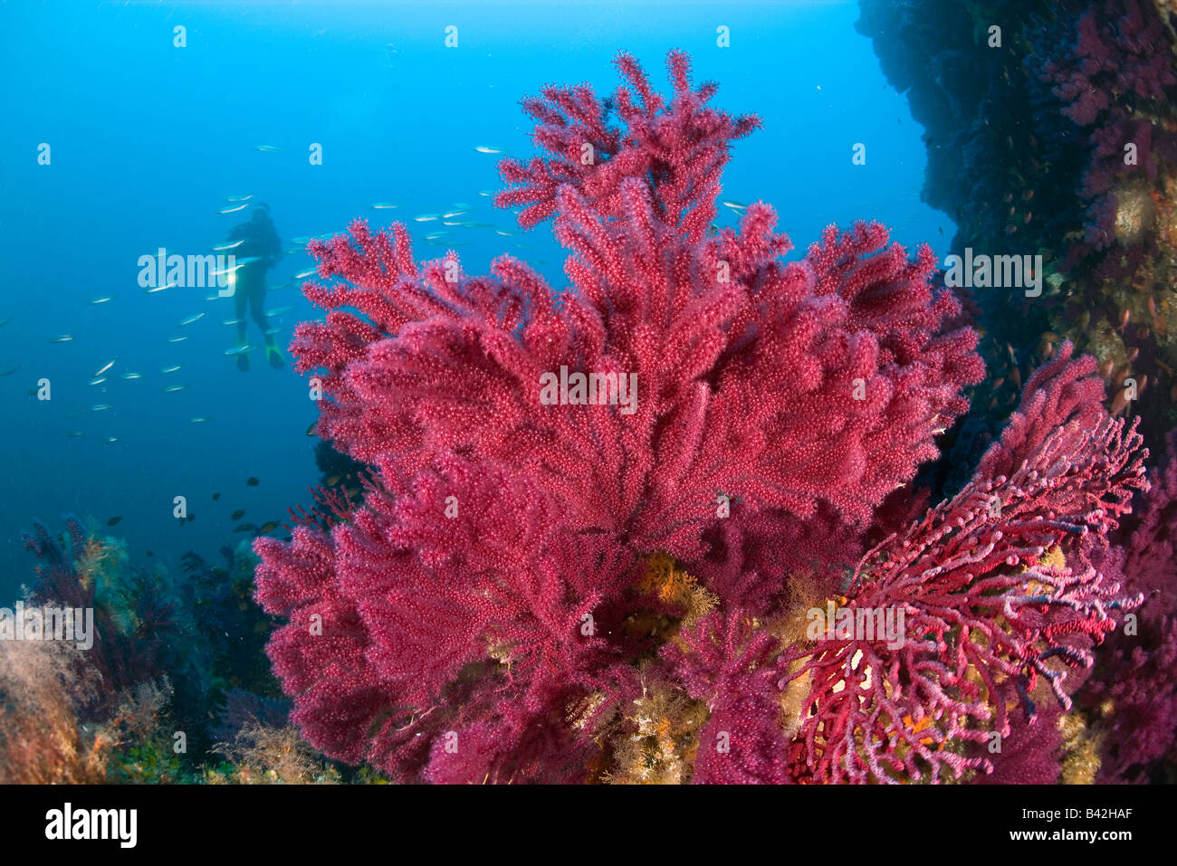 Taucher und roten Gorgonia Paramuricea Clavata Marettimo Ägadischen Inseln Sizilien Mittelmeer Italien Stockfoto