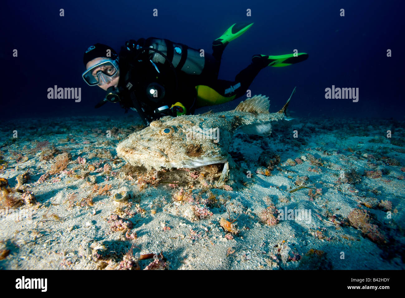 Taucher und lang spined Seeteufel Lophius Piscatorius Marettimo Ägadischen Inseln Sizilien Mittelmeer Italien Stockfoto