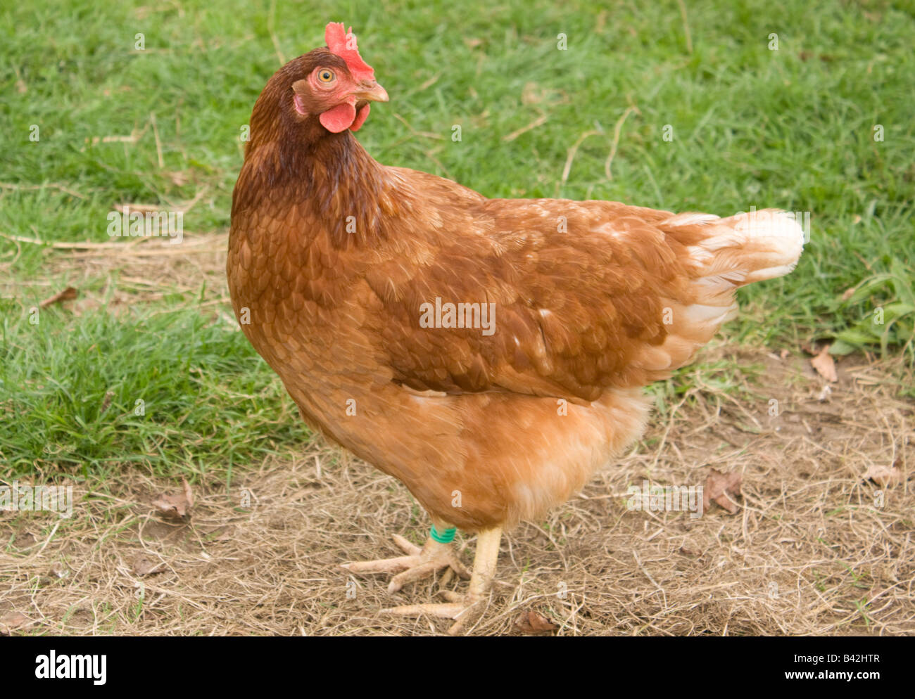 eine Freilandhaltung Hühner auf dem Bauernhof Stockfoto