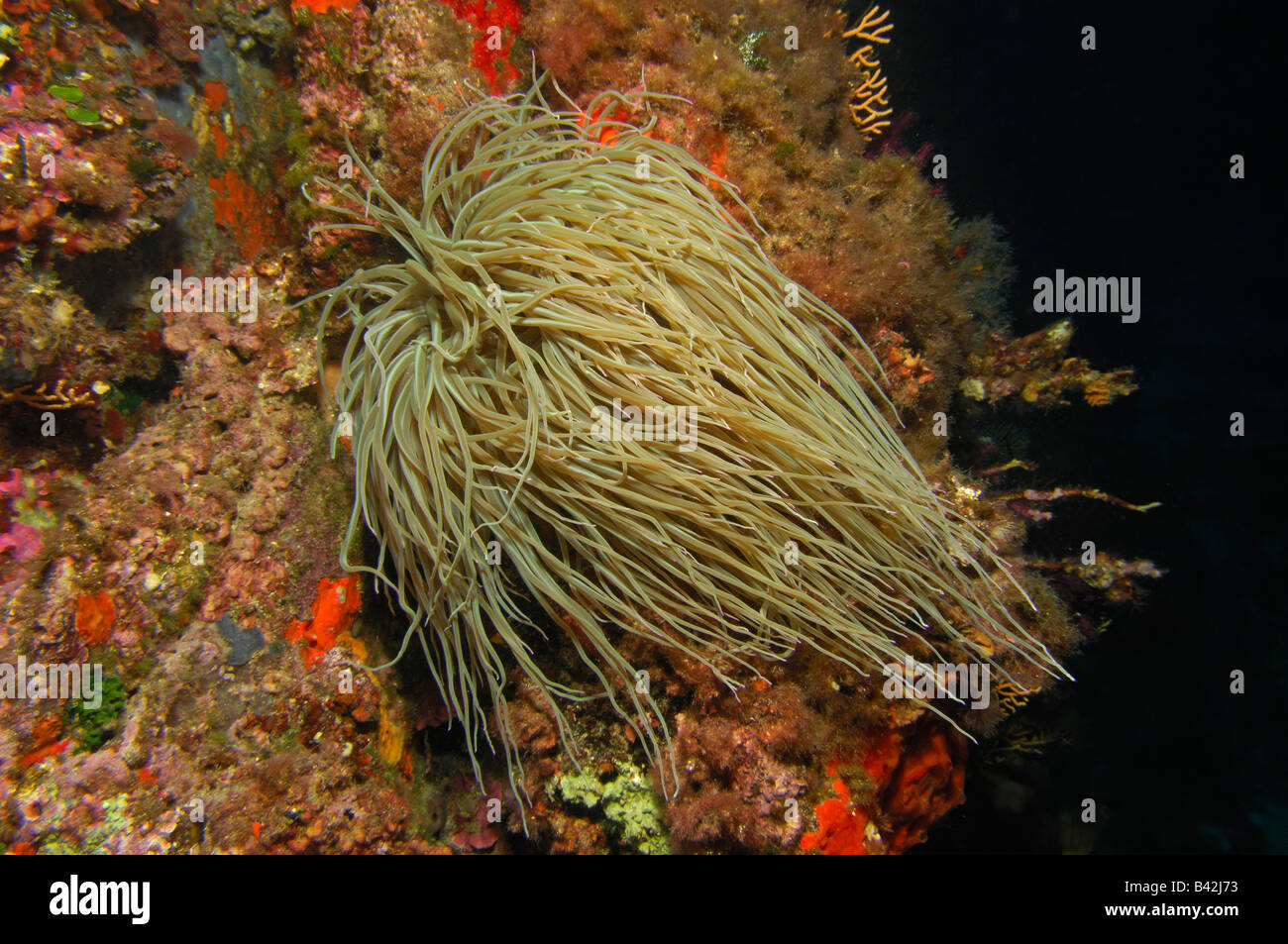 Opolet Anemone Anemonia Sulcata Port Cros Insel Hyeres Cote d Azur Frankreich Stockfoto