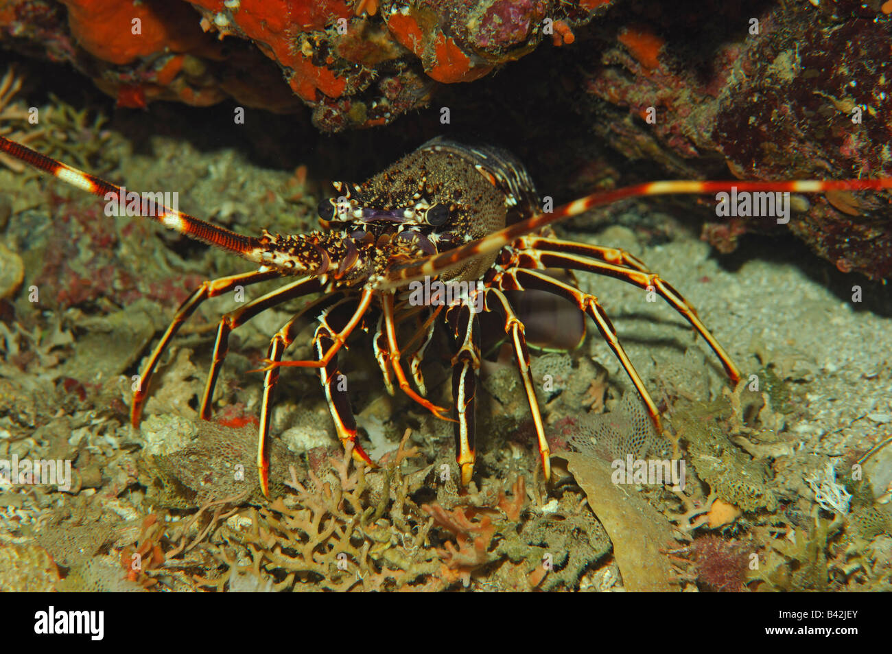 Europäische Languste Palinurus Elephas Susac Insel Adria Kroatien ...